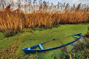 Boat in Anzali Lagoon